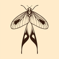 Vector moth, mystic symbol and signs. Witchcraft, occult, alchemical signs. Butterfly moth vintage engraved style