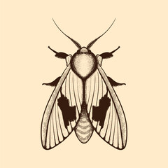 Vector moth, mystic symbol and signs. Witchcraft, occult, alchemical signs. Butterfly moth vintage engraved style