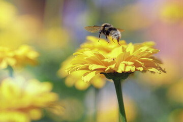 Fototapeta premium A bumblebee flying off a yellow flower blossom. Colorful beautiful blurred summer meadow background