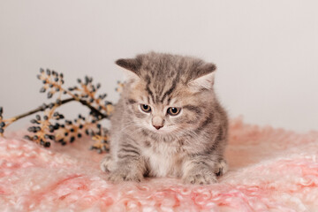 frightened gray kitten on a pink soft rug
