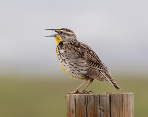 Western Meadowlark on a fence post 