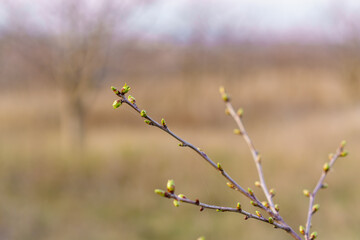 The buds open on the tree in early spring. Background with selective focus and copy space for text or inscription