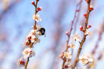A bumblebee pollinates a flower of a fruit flowering tree in early spring. Spring background with copy space