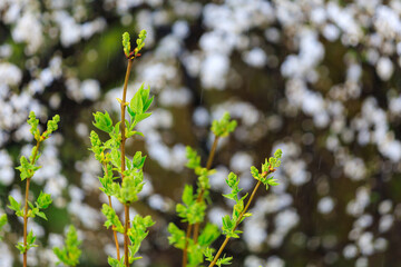 Sprouts of a plant or tree in early spring. Background with selective focus and copy space