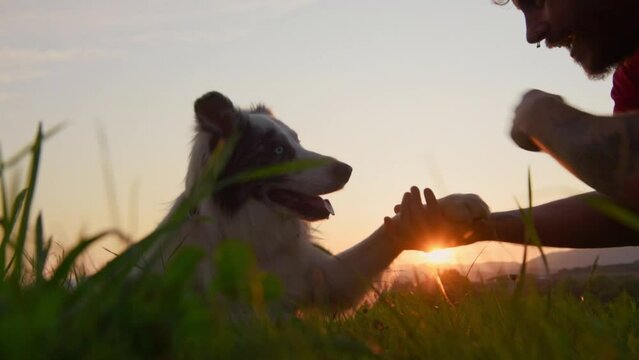 young man stroking and playing with his dog. Border collie breed dog lying in the field giving the paw to its owner at sunset. dog training