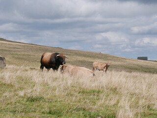 aubrac