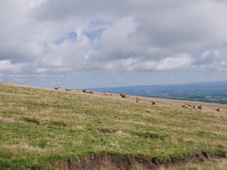 aubrac
