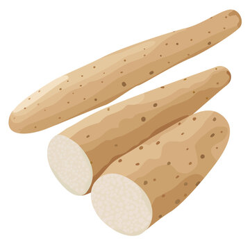 Chinese Yam Japanese Yam Yamaimo Nagaimo Vector Illustration Set