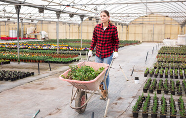 Woman drives wheelbarrow with flowers in a greenhouse