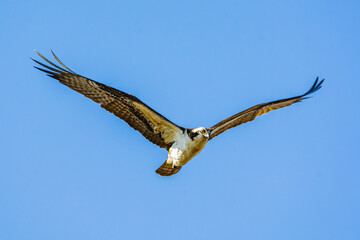 An osprey, Pandion haliaetus, flies thru a clear blue sky over a wetland in Culver, Indiana