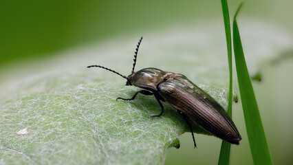 Metallglänzender Rindenschnellkäfer, Männchen
- Ctenicera pectinicornis