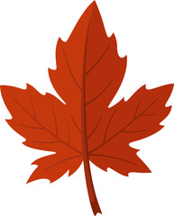 Autumn red maple leaf isolated on white background.