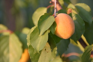 apricots on a tree