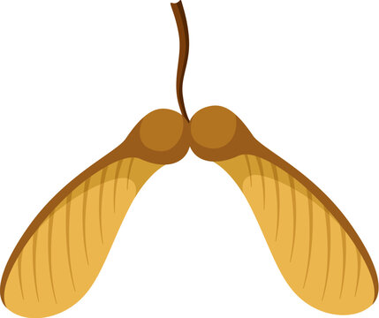 Autumn winged maple seed isolated on white background.