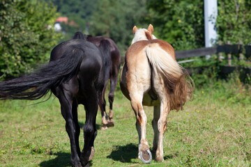 Zwei Pferde Freunde gehen auf die Koppel. Hinteransicht auf die Kruppe