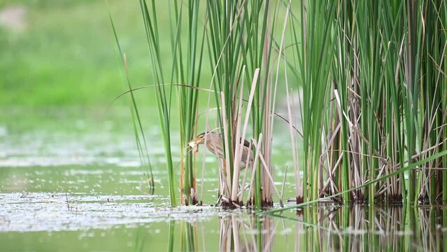 little bittern, adult, male Ixobrychus minutus hiding in the reeds. The bird caught a fish.