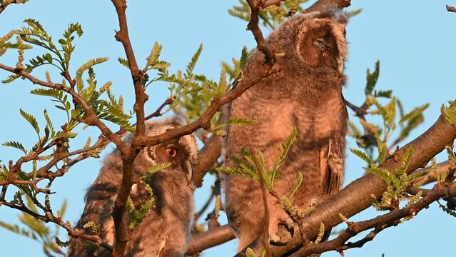 Long-eared Owl Asio Otus. Bird on the beautiful forest background. Chicks in the wild close up.