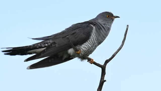 Common cuckoo Cuculus canorus, singing on top of a stick in the wild. Singing Bird.