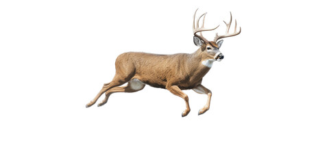 a Whitetail deer Buck, running and jumping, elusive animal, Wildlife-themed, photorealistic illustrations in a PNG, cutout, and isolated. Generative AI