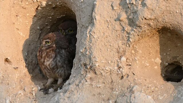Two little owl Athene noctua sitting in a hole. Bird looks out of the hole in the sand wall.