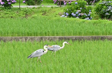 Fototapeta premium Two gray herons looking for food in a rice field that has finished planting. Hydrangea flowers are in full bloom around the rice fields.