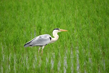 Two gray herons looking for food in a rice field that has finished planting. Hydrangea flowers are in full bloom around the rice fields.