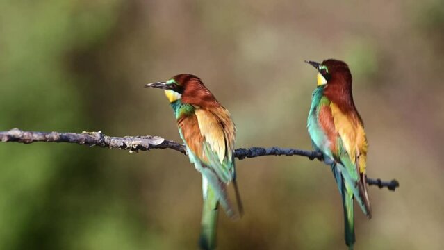 Beautiful bee eater Merops apiaster in the wild. Two birds on a beautiful background. Slow motion.