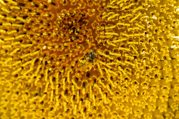Blooming Yellow Sunflower with Bee and Pollen