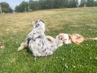 Obraz premium Dog on the grass