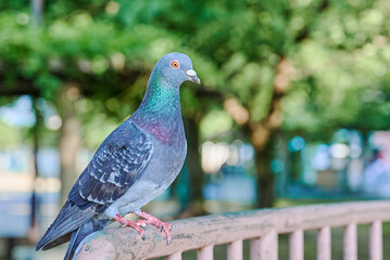 公園の鳩