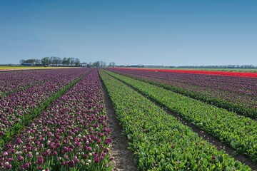 Tulpenfelder bei Zeewolde - Niederlande