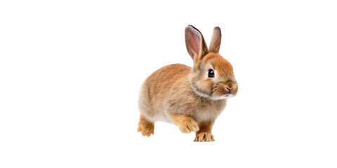 an adorable cottontail bunny rabbit in a spring-themed illustration, isolated, running, jumping, and bouncing, a spring-themed illustration on a transparent background in PNG format. Generative AI 