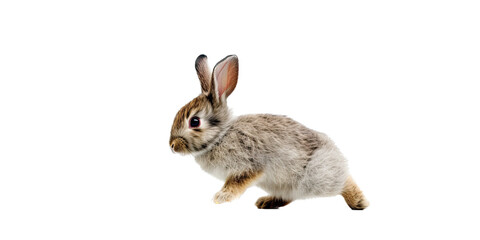 Fototapeta premium an adorable cottontail bunny rabbit in a spring-themed illustration, isolated, running, jumping, and bouncing, a spring-themed illustration on a transparent background in PNG format. Generative AI 
