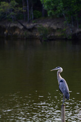 Great Blue Heron hunting for fish on a lake