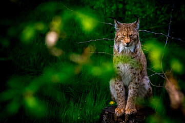 Felin