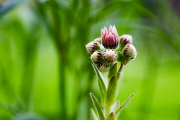 Flora Flowers Succulent New Blooms Hens and Chicks Crassulaceae