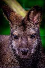 Wallaby