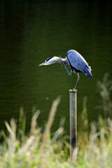 Great Blue Heron hunting for fish on a lake