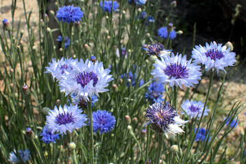 Blooms of Cornflower, also called Bachelor's Button.