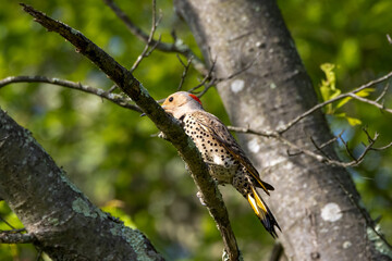 flicker on branch