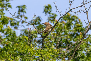 bird on a branch