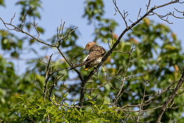 Flicker on branch