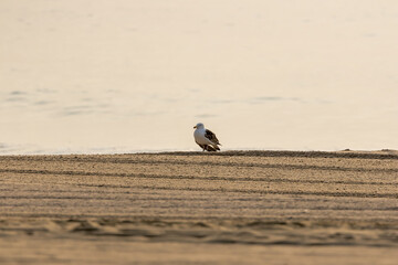 seagull on the beach