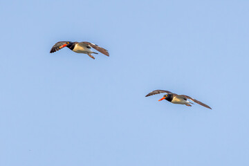 kite in flight
