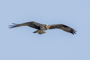 osprey in flight