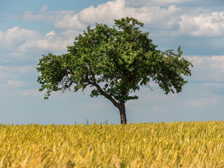 Serene Apple Tree in the Heart of the Cornfield: Nature's Beauty and Serenity