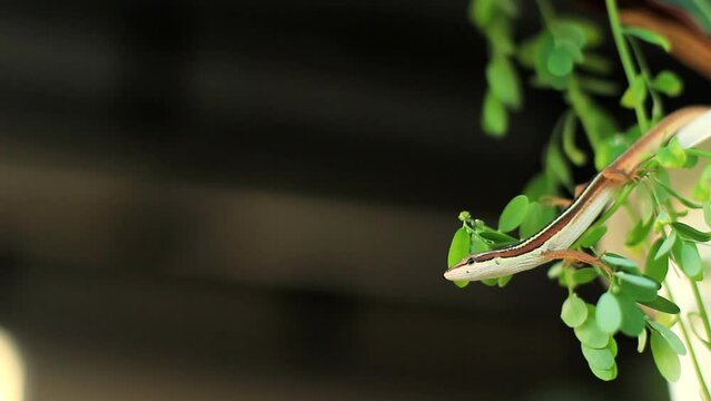 the Asian grass lizard, six-striped long-tailed grass lizard, or long-tailed grass lizard