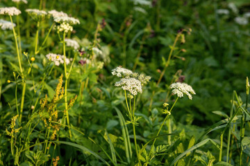 Forest flowers during spring season.High quality photo.