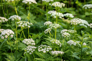 Forest flowers during spring season.High quality photo.