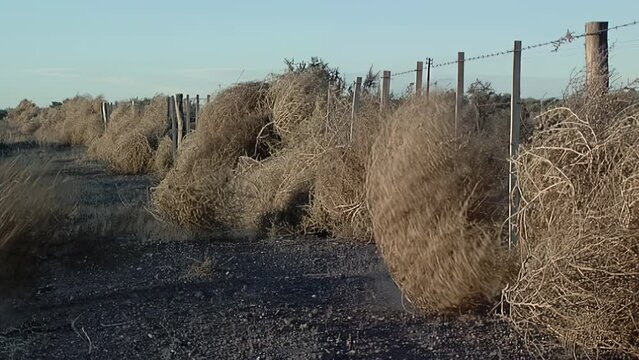 Brown Tumbleweeds Blowing Against a Barbed Fence in Patagonia, Argentina. 4K Resolution.
